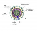 Como surge um novo vírus da gripe?
